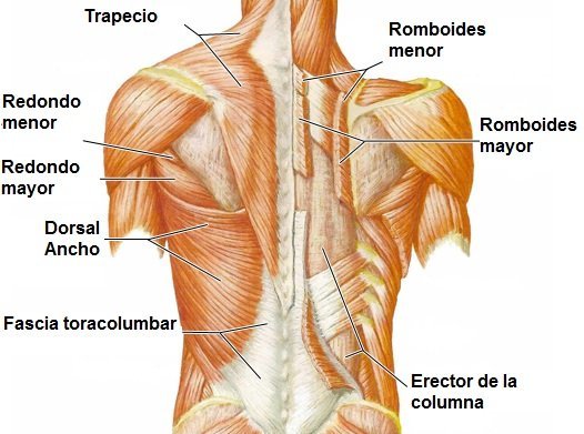 Los 5 Mejores Ejercicios para la Espalda con Peso 1 Musculos de la espalda