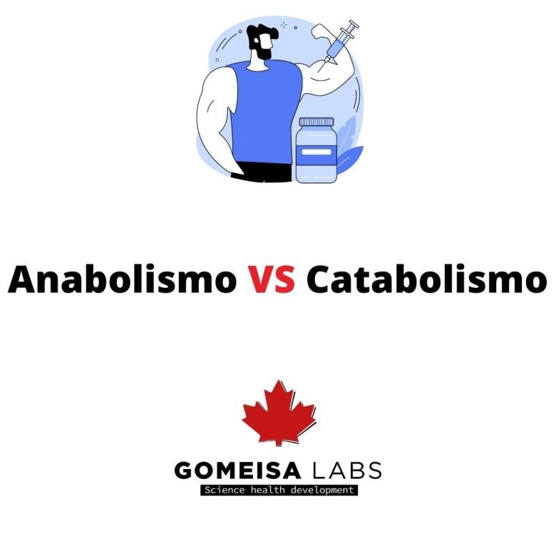 Anabolismo vs Catabolismo ¿Cuál es la diferencia